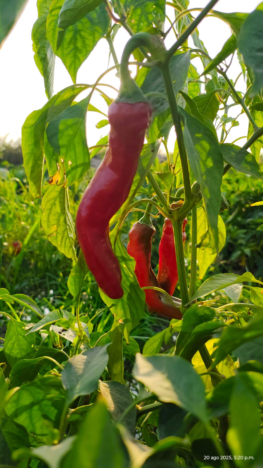 WhatsApp Image 2026-01-01 at 10.25.26 PM2