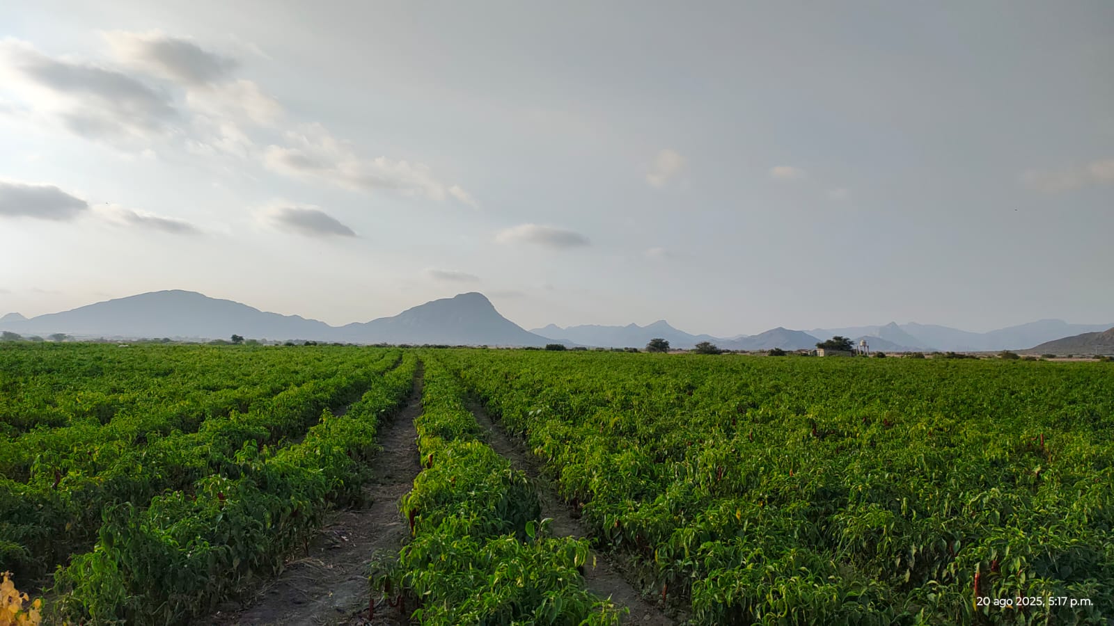 WhatsApp Image 2026-01-01 at 10.25.26 PM3